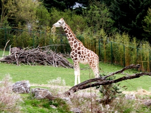 Rothschild-Giraffe, 3 Monate alt